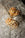 The OCTAEVO Cinnamon Bun Ornament adds cozy charm, displayed on a sequined silver fabric for festive flair.