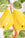Fruit du Jour Plate Pear - Octaevo