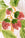 Fruit du Jour Plate Strawberry - Octaevo