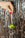 A hand with red nails holds OCTAEVO’s Olive Coupe Ornament, styled with green grapes, against silver tinsel.
