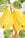 Two yellow pears with green leaves, in an illustrative style, inspired by Octaevo’s Fruit du Jour Plate Pear.