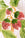 Octaevo Fruit du Jour Plate Strawberry features a red strawberry design with green leaves and yellow stems on white.