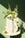 The Octaevo Swan Paper Vase with white flowers is displayed beside a yellow pear on a round table by a green wall.