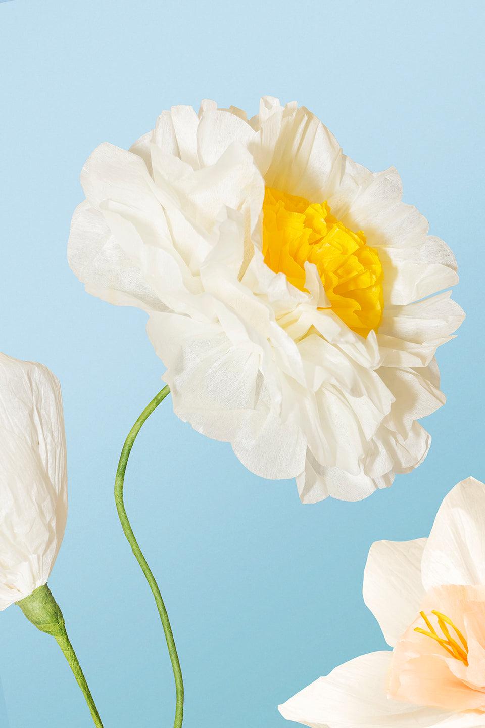 Octaevo’s Paper Flower Bouquet Sunrise features white and yellow crepe flowers set against a light blue background.